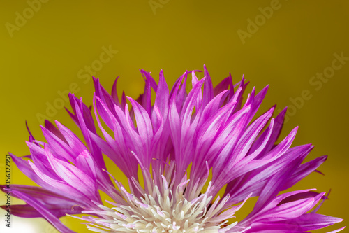 Beautiful purple Centaurea cyanus flower close-up on a yellow background. Macro shot.