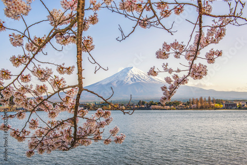 Fuji Mountain and Pink Sakura at Kawaguchiko Lake, Japan