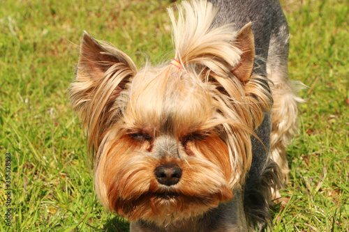 A brown dog is playing with a ball in the green grass.