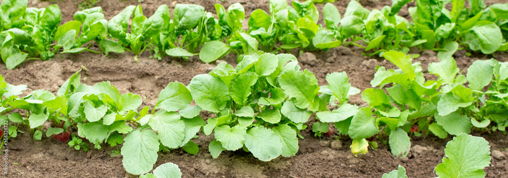 Field of green potato bushes. Organic Farm Products Field of green potato bushes. Organic Farm Products