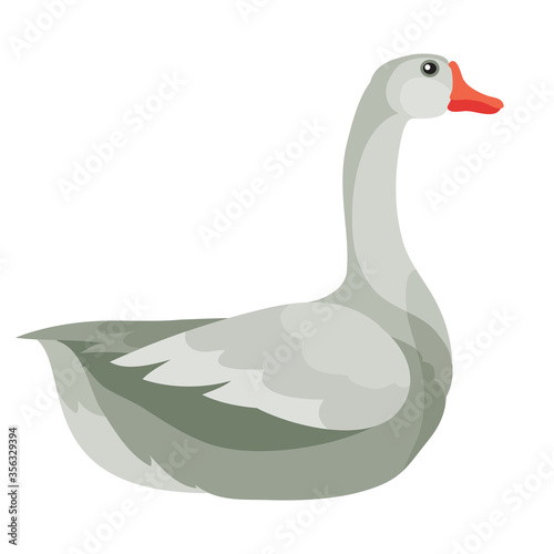natural gray goose from a farm, isolated object on a white background, vector illustration,