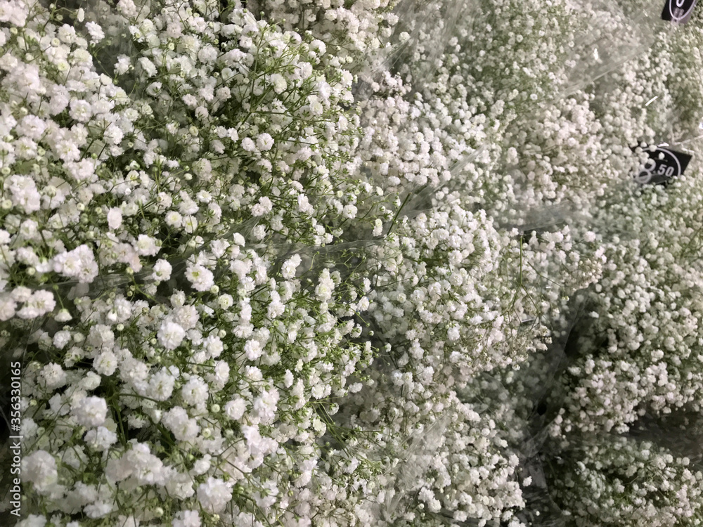 Closeup of white babies breath flowers also known as Gypsum flowers Closeup of white babies breath flowers also known as Gypsum flowers