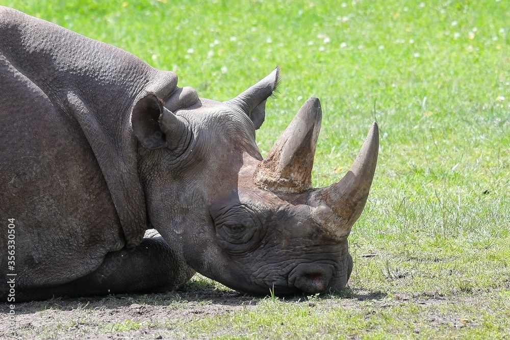 Fototapeta premium Schlafendes Breitmaulnashorn - Nashörner sind vom Aussterben bedroht, weil sie wegen ihres Horns Opfer von Wilderern werden, weshalb man ihnen oft, um sie zu schützen, das Horn vorsorglich absägt.