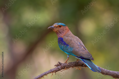 Indian Roller On a Branch