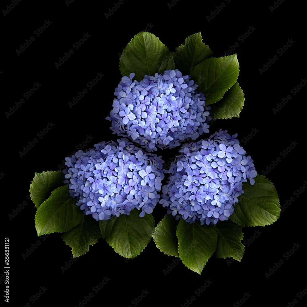 Closeup of Blue hydrangea flowers on plain background Closeup of Blue hydrangea flowers on plain background