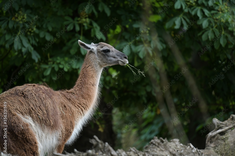 Guanako - Tierporträt - Die Pflanzenfresser stammen aus Südamerika, ihr Lebensraum in den Anden reicht bis 4000m - Sie gehören zur Tierfamilie der Kamele Guanako - Tierporträt - Die Pflanzenfresser stammen aus Südamerika, ihr Lebensraum in den Anden reicht bis 4000m - Sie gehören zur Tierfamilie der Kamele