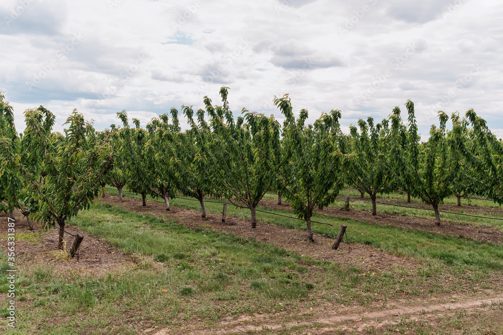 Nature scene with cherry tree. Plantation of cherry trees in springtime. Fruit orchard in the spring. Field fruits rows growing with cloudscape. Nature scene with cherry tree. Plantation of cherry trees in springtime. Fruit orchard in the spring. Field fruits rows growing with cloudscape.