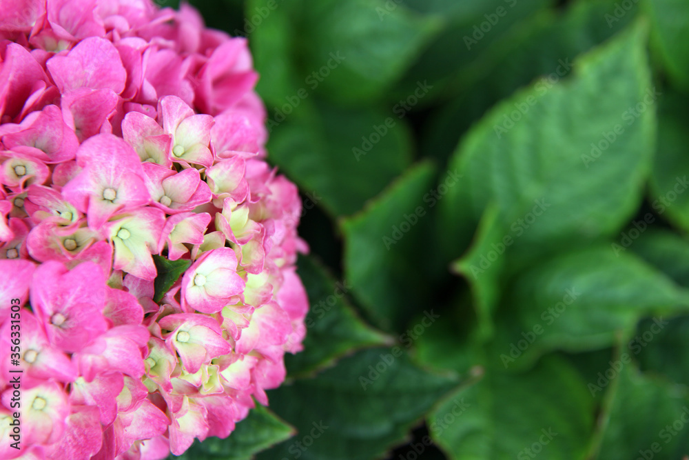 Closeup of beautiful pink and white hydrangea flower Closeup of beautiful pink and white hydrangea flower