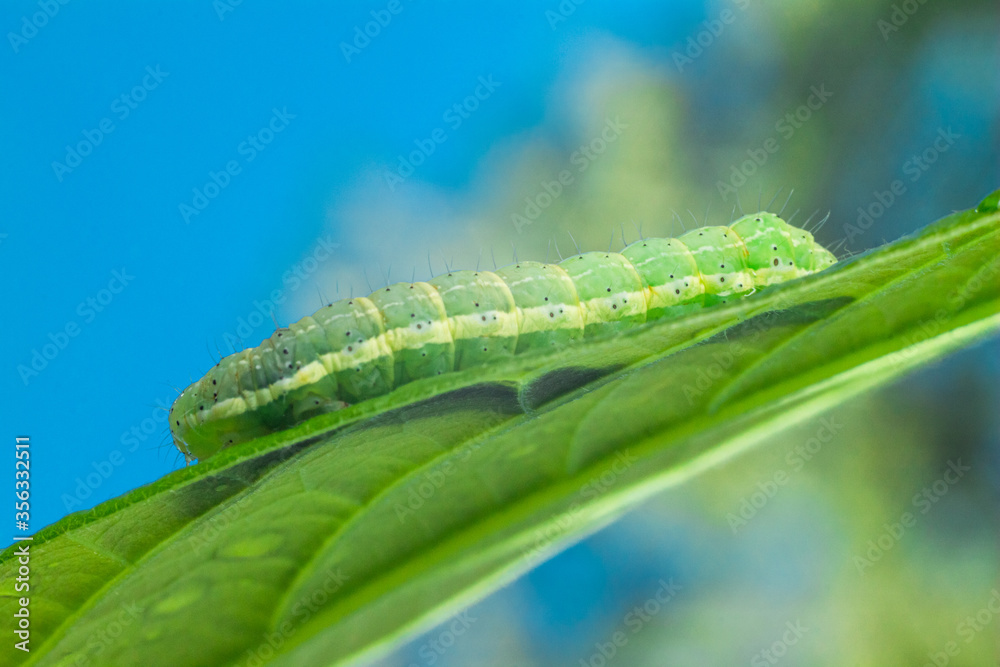 Green caterlillar on avocado leaf Green caterlillar on avocado leaf