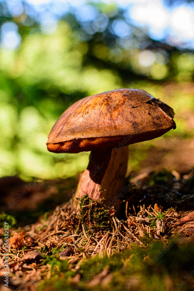 Fototapeta premium Ein Pilz im Wald, auf einer Seite leicht angefressen.