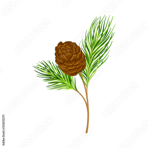 Green Branch of Cedar with Needle-like Leaves and Barrel-shaped Brown Seed Cones Vector Illustration