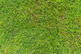 top view of green grass ground texture natural background in fresh spring.