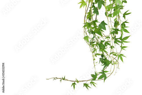 Hanging vines leaves of sweet potato vine plant isolated on white background with clipping path.