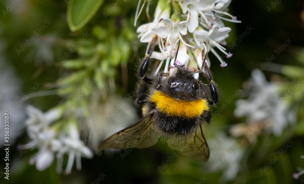 Close up of a bumblebee pollinating flowers Close up of a bumblebee pollinating flowers