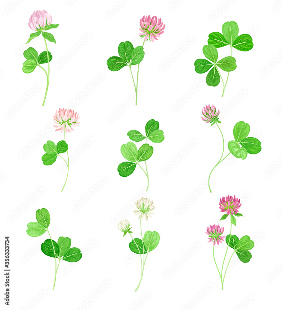 Clover or Trefoil with Dense Spike of Purple Flower and Trifoliate Leaves Vector Set Clover or Trefoil with Dense Spike of Purple Flower and Trifoliate Leaves Vector Set