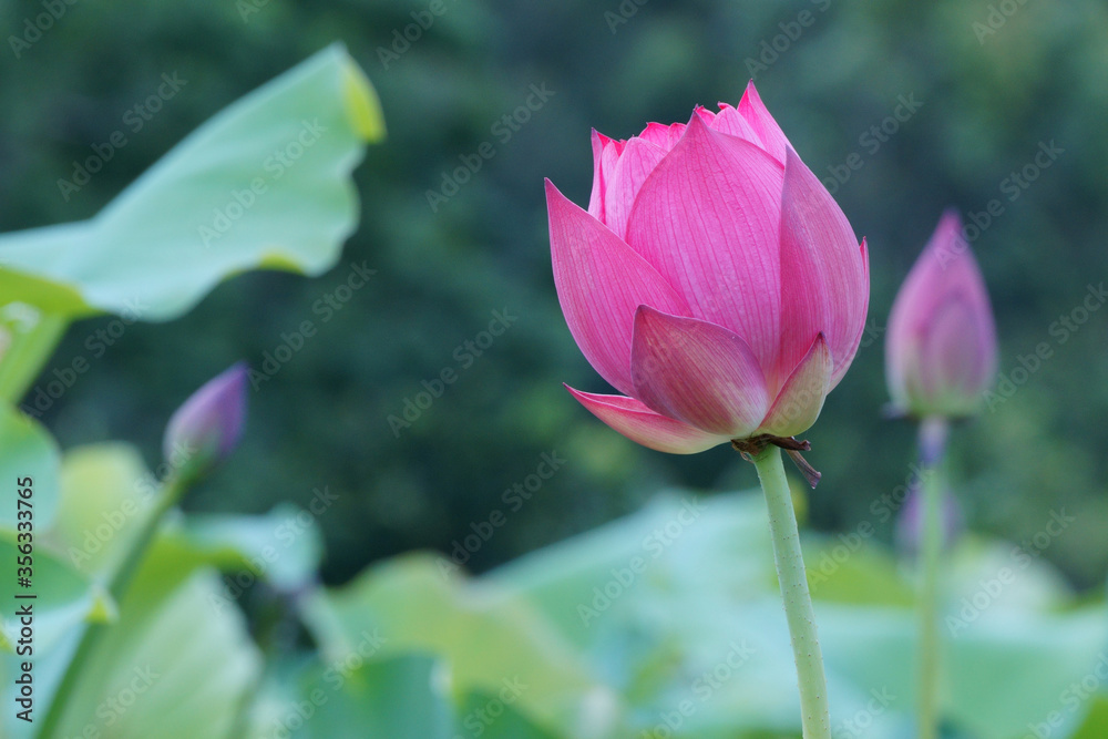 Bud of pink water lotus in the morning Bud of pink water lotus in the morning
