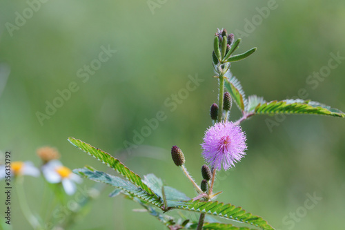 Mimosa pudica flower in the field. Sensitive plant