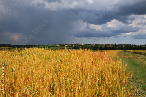 Campo di grano dorato sotto un cielo nuvoloso e temporalesco  in una calda giornata di inizio estate in pianura padana