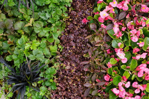 High Angle View Of Colorful Flowers And Plants