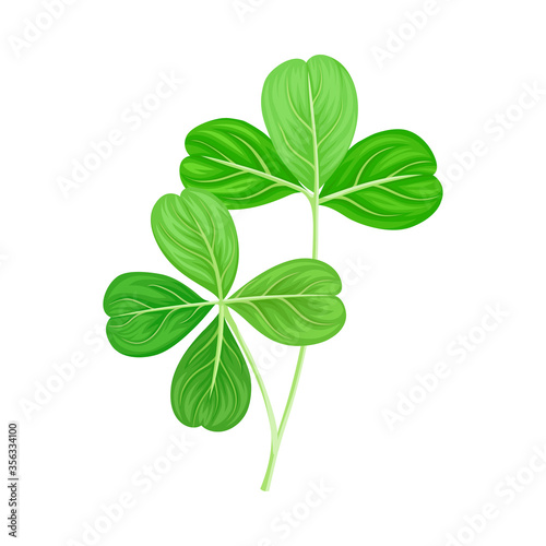 Green Trifoliate Clover Leaf on Stem Vector Illustration