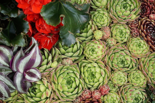 High Angle View Of Colorful Flowers And Plants With Cactuses
