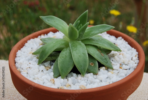 Succulent Plant in Gravel Pot