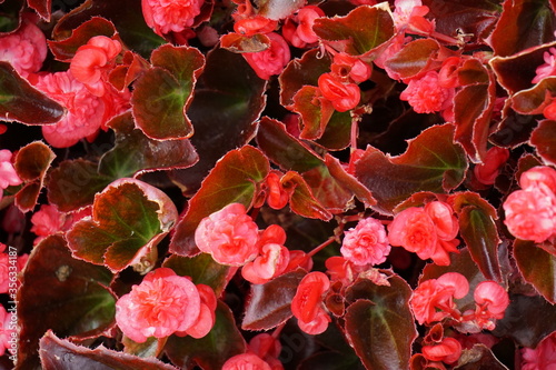 High Angle View Of Colorful Flowers And Plants