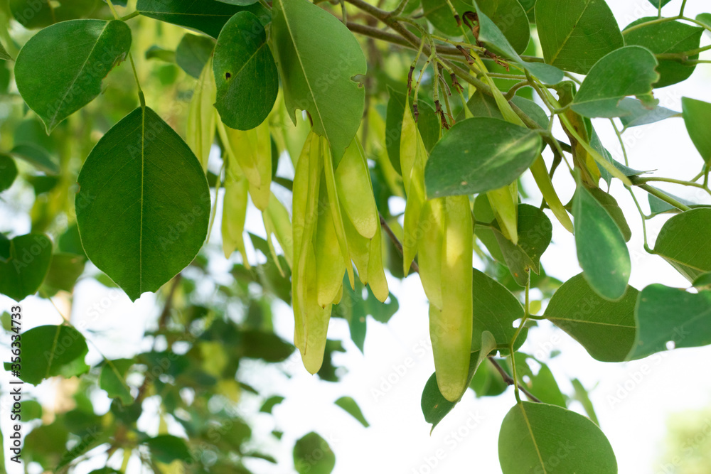 Eetti Tree Dalbergia sissoo, known commonly as North Indian rosewood, seed buds ...