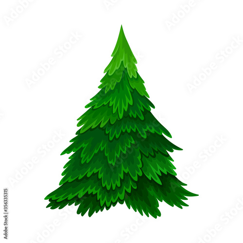 Pine or Fir Tree with Needle Leaves as Forest Element Vector Illustration