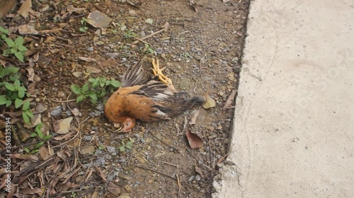 Dead chicken on a farm in Asia. Problems of poultry farming and veterinary medicine
 photo