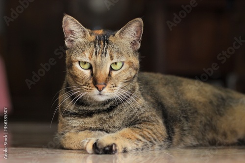 Multi-Color Smart Cat Portrait