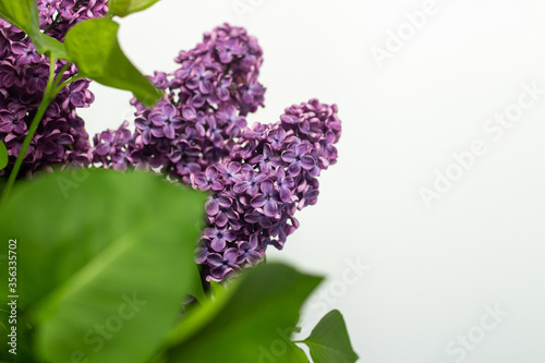 Beautiful branches of lilac on a white background. Copy space  flat  lay.