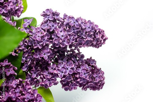 Beautiful branches of lilac on a white background. Copy space  flat  lay.