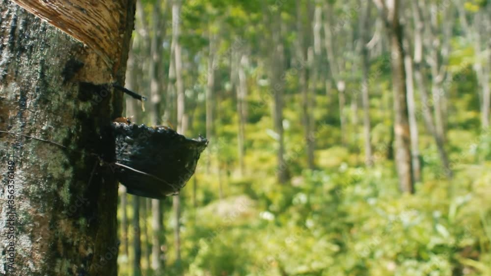 Rubber tree rubber tappers. Hevea is a source of rubber and valuable wood.
