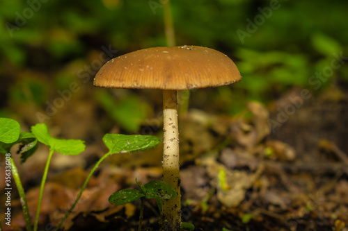 mushroom on a forest road