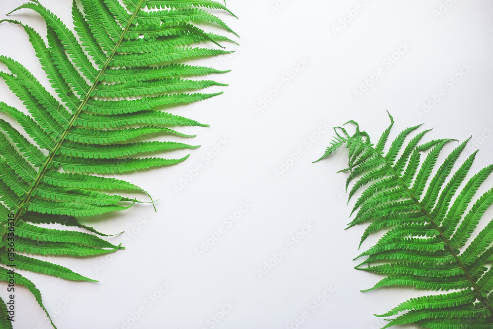 Green plant leaf on white background