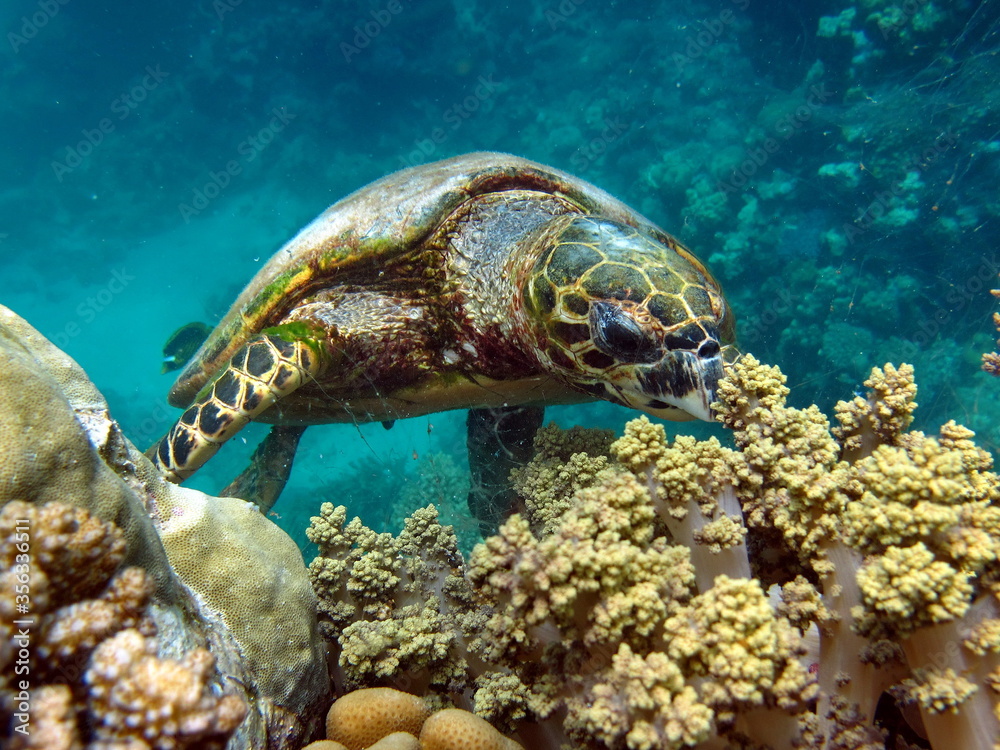 Fototapeta premium Sea turtles, Great Reef Turtle Bissa.