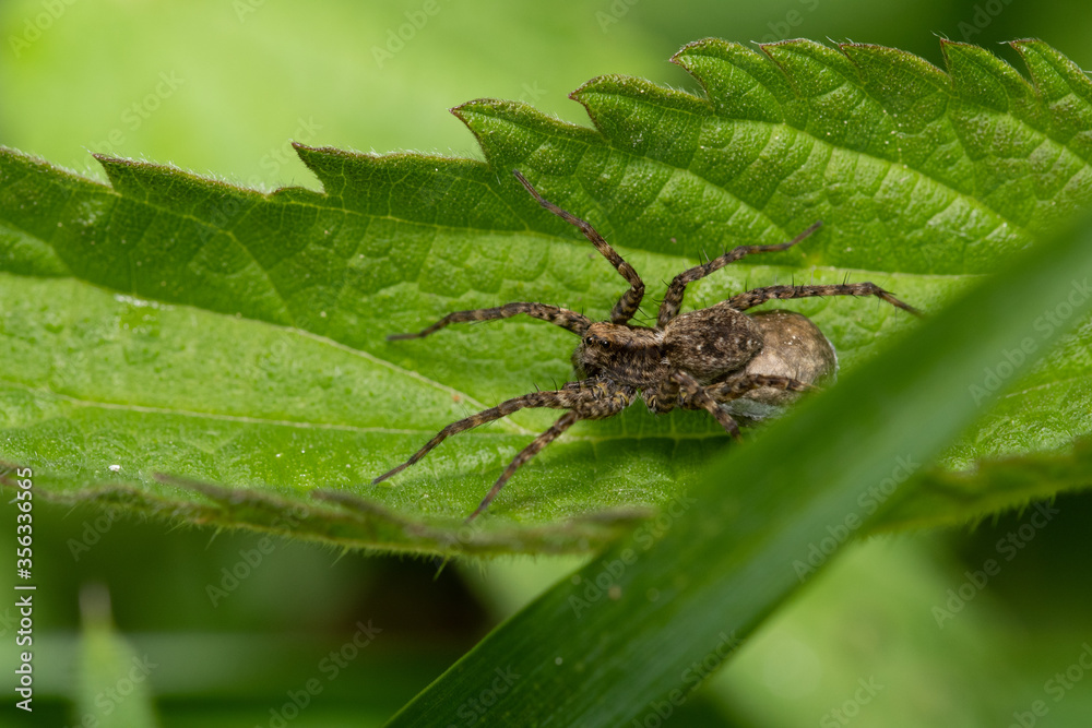 insecta, natur, makro, blatt, green, badgered, spinne, tier, close up, fliege, wild lebende insecta, natur, makro, blatt, green, badgered, spinne, tier, close up, fliege, wild lebende