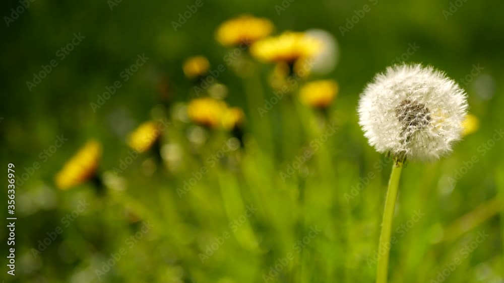 Fluffy dandelion on wind against background of yellow flowers Fluffy dandelion on wind against background of yellow flowers