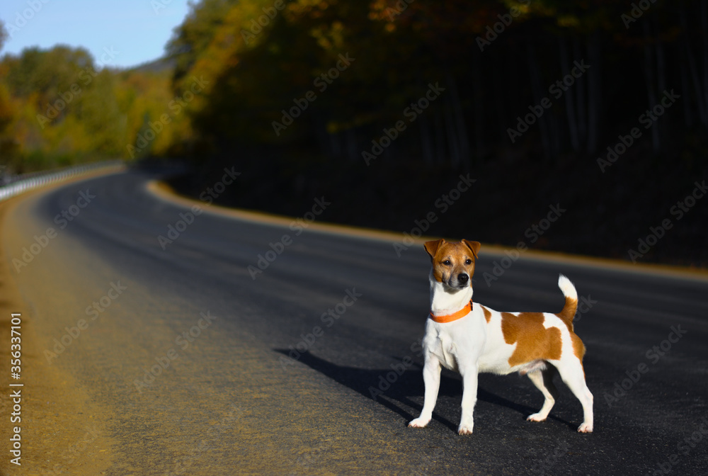 Abandoned dog jack russell is waiting along the road. Pet outside