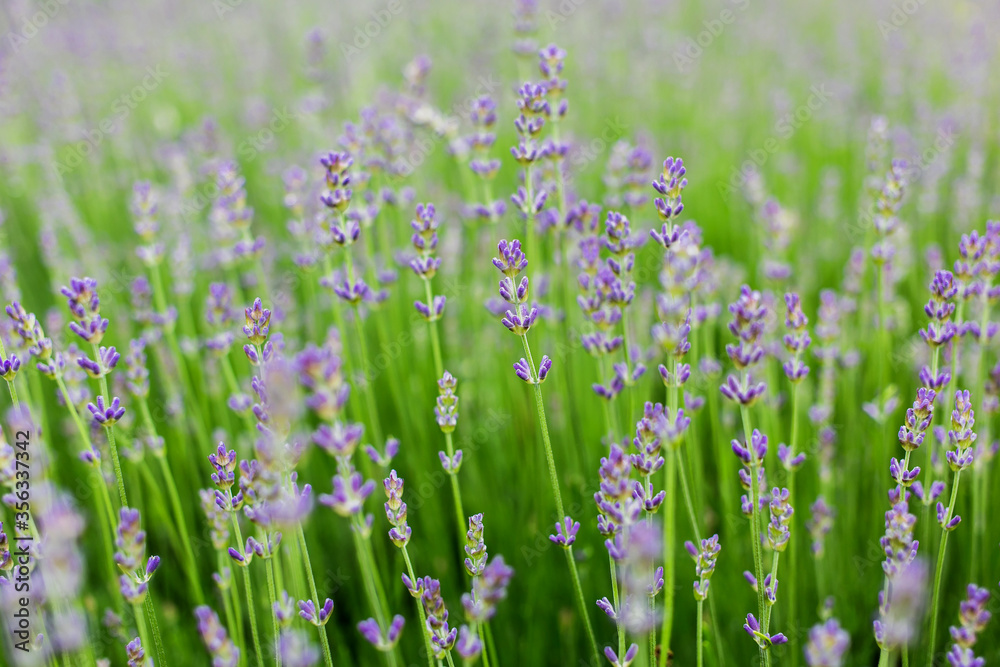 A field of lavender flowers