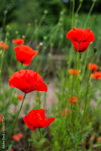 Red poppy flowers in the field © jamurka