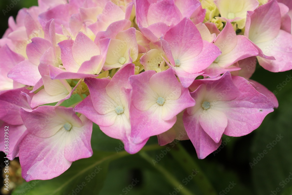 Naklejka premium Hydrangea is blooming in pink and purple