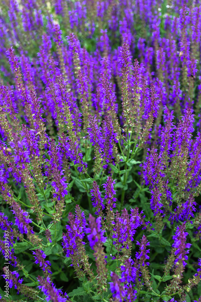 Obraz premium A field of violet lupine flowers