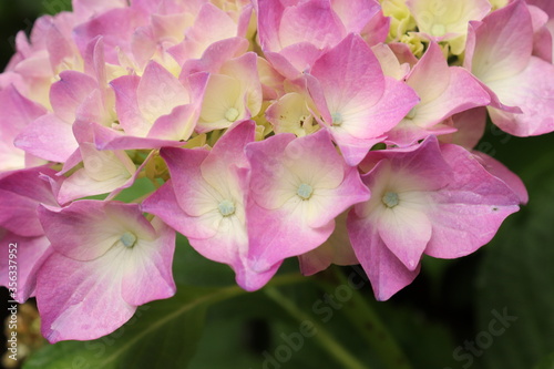 Hydrangea is blooming in pink and purple