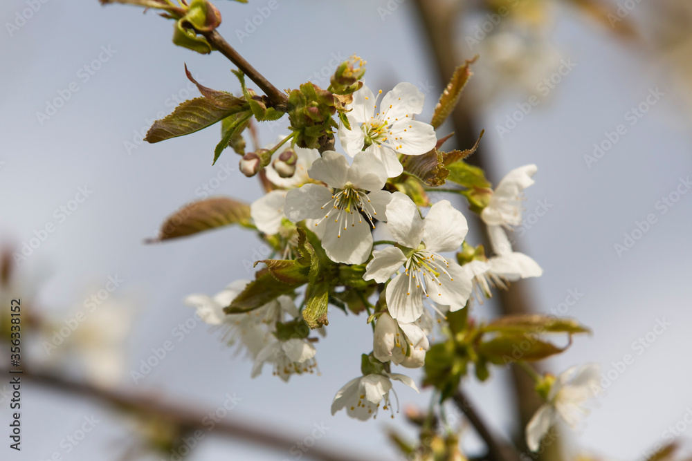Apple tree branch during spring flowering season Apple tree branch during spring flowering season