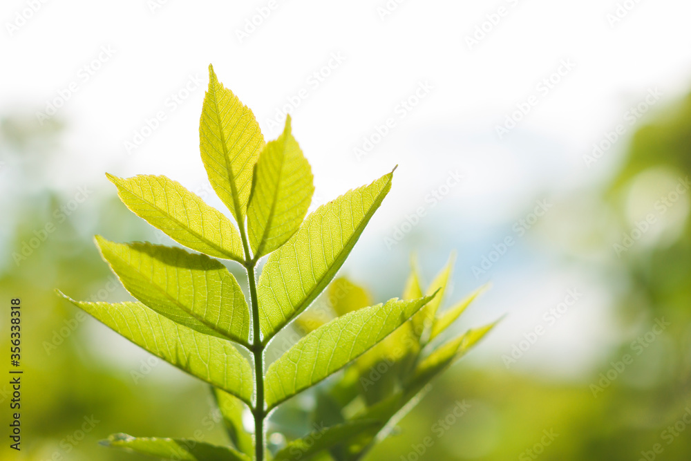 Green leaves. Nature background. Closeup beautiful view of nature green leaves with sunlight in public garden park. It is landscape ecology and copy space Green leaves. Nature background. Closeup beautiful view of nature green leaves with sunlight in public garden park. It is landscape ecology and copy space