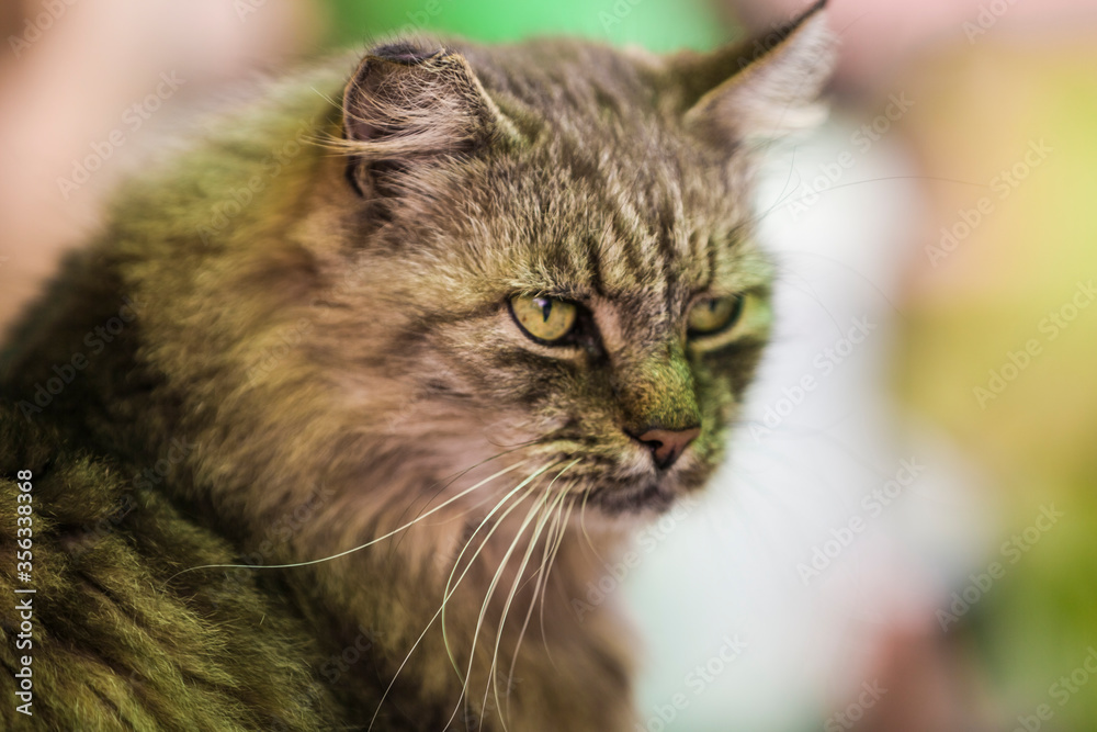 Portrait of a cat Portrait of a cat