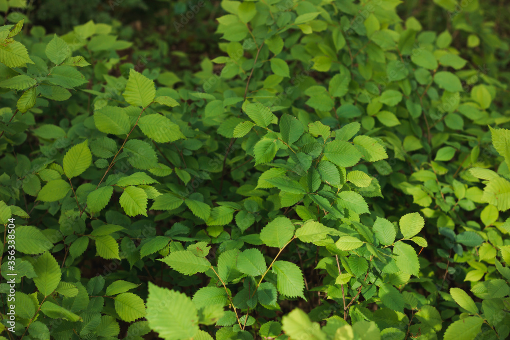Background from green leaves. Nature. Place for text. Background from green leaves. Nature. Place for text.