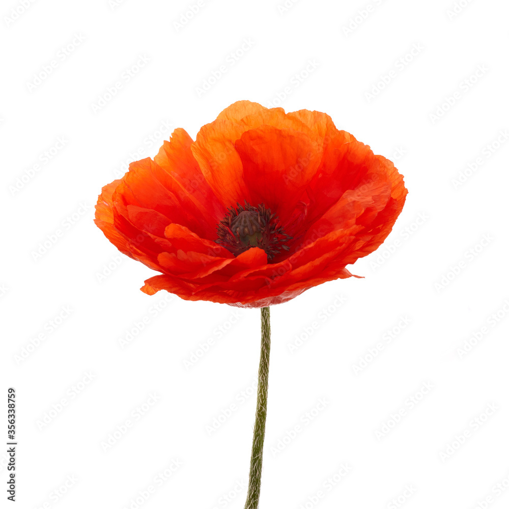 Poppy isolated on white background. Wild spring wildflower. Poppy isolated on white background. Wild spring wildflower.